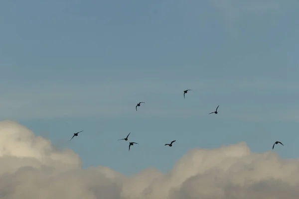 Nombreux Oiseaux Dans Leur Habitat Naturel Série Nature — Photo