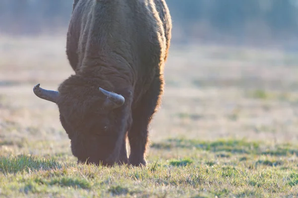 European Bison Wild Nature Series — Stock Photo, Image