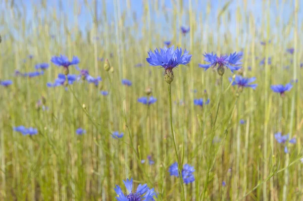 Renkli Bir Arkaplan Olarak Çiçekler Makro Fotoğraf Doğa Serisi — Stok fotoğraf