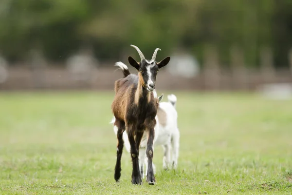 Capra Pascolo Estivo Serie Natura — Foto Stock