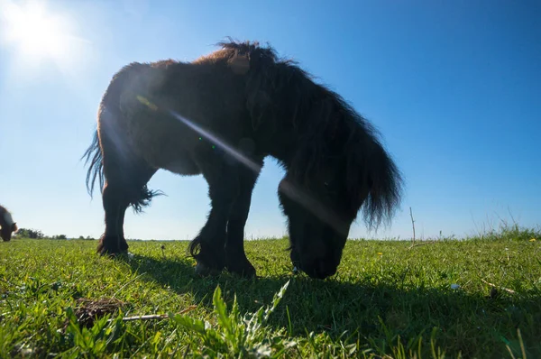 Häst Åker Lantbruksdjur Naturserie — Stockfoto