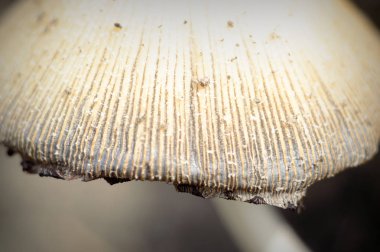 Uzun bir yağmurdan sonra yosun içinde orman mantarı