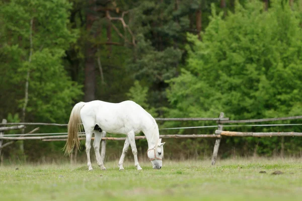 Paard Het Veld Landbouwhuisdieren Natuurserie — Stockfoto