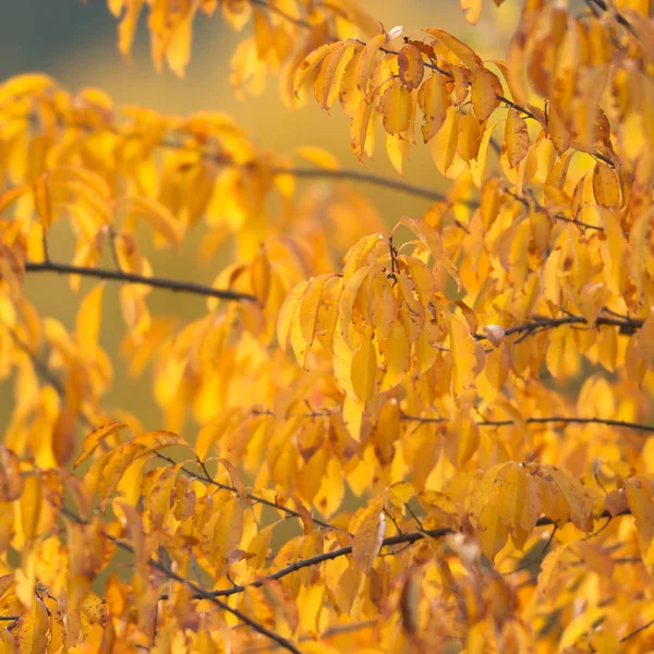 Fundo Natural Com Folhas Coloridas Série Natureza — Fotografia de Stock