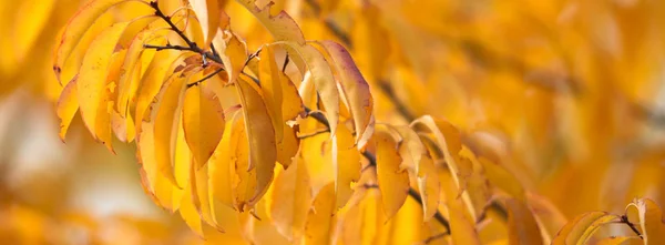 Натуральный Фон Цветными Листьями Серия Природы — стоковое фото