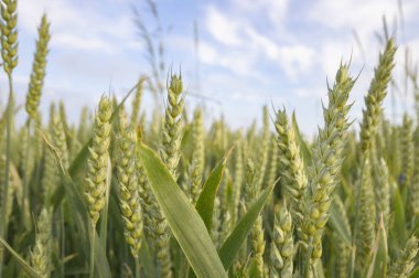 Altın buğday tarlası ve mavi gökyüzü, tarım tarlası