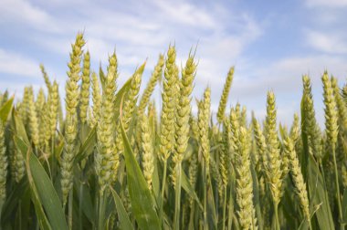 Altın buğday tarlası ve mavi gökyüzü, tarım tarlası