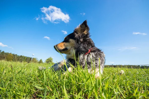 Chien Drôle Dans Journée Ensoleillée Série Animaux — Photo