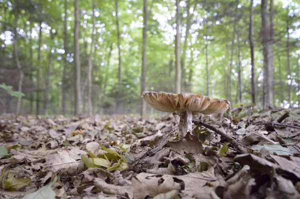 Cogumelo Floresta Após Chuva Longa Data Série Natureza — Fotografia de Stock