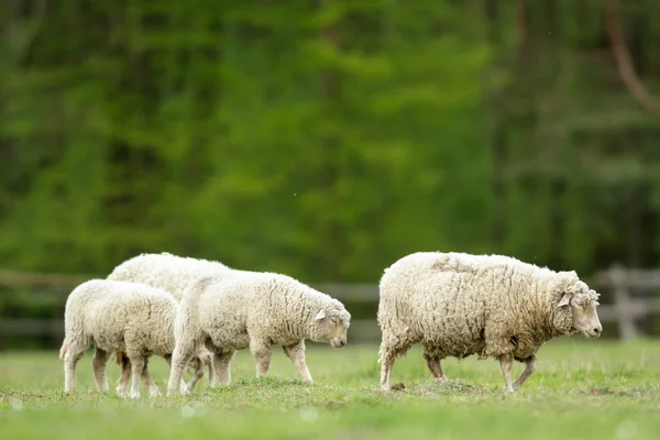 Owce Trawie Błękitnego Nieba Niektóre Patrząc Kamery — Zdjęcie stockowe