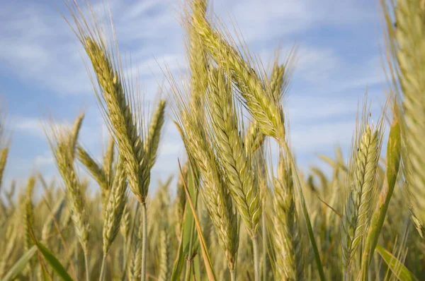 Feld Von Goldenem Weizen Und Blauem Himmel Landwirtschaftliches Feld — Stockfoto