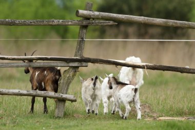 Yaz mera, doğa serisi keçi