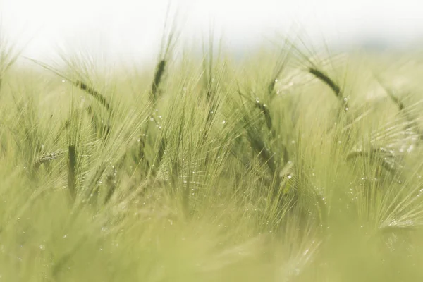 Landwirtschaftlicher Bereich Natur Und Landwirtschaft — Stockfoto