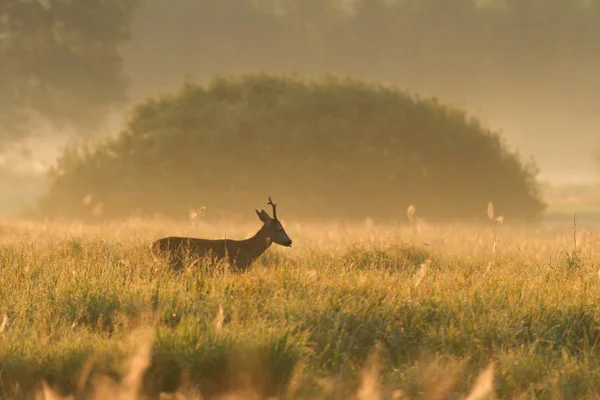 在阳光明媚的日子里 鹿在森林的背景上 自然系列 — 图库照片