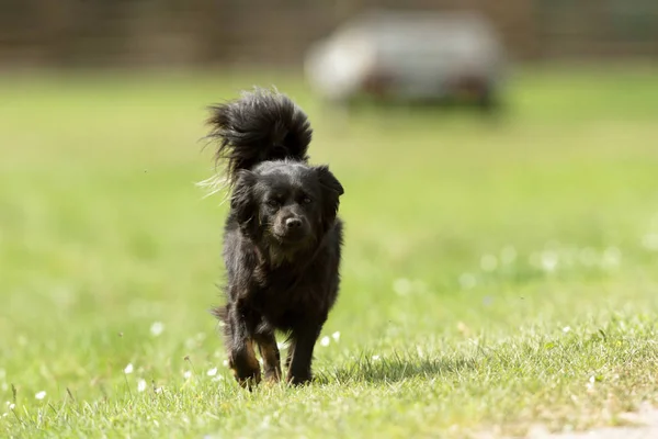 Lustiger Hund Bei Sonnigem Tag Tierserie — Stockfoto