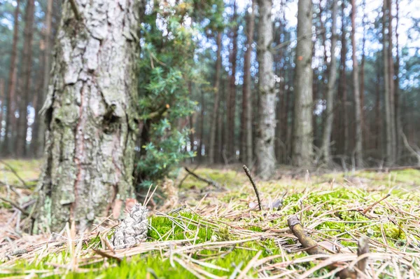 Paisagem Floresta Cinza Jovem Com Árvores Verdes Série Natureza — Fotografia de Stock