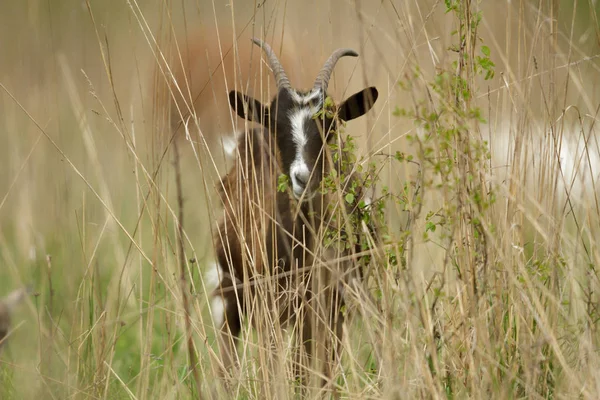Kozy Pastwiskach Letnich Seria Natura — Zdjęcie stockowe