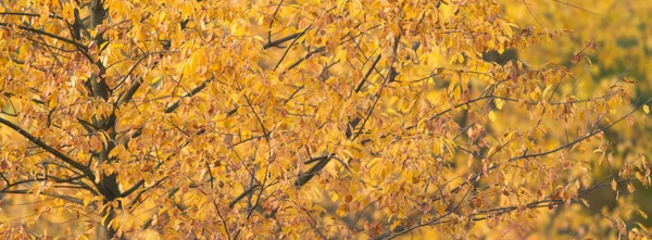 Fundo Natural Com Folhas Coloridas Série Natureza — Fotografia de Stock