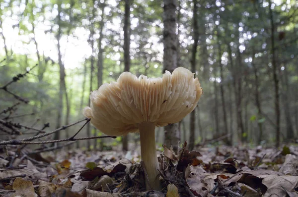 Waldpilz Nach Dauerregen Naturserie — Stockfoto