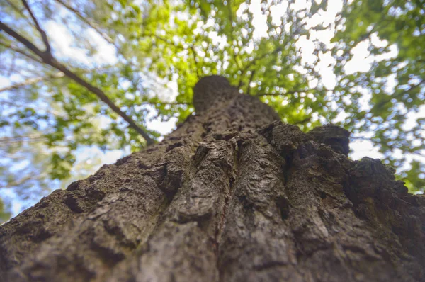 Starý Velký Strom Barvu Pozadí Modrou Oblohou Série Nature — Stock fotografie