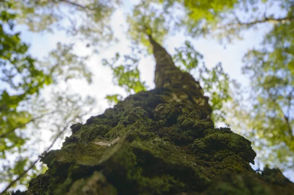 Stare Wielkie Drzewo Kolor Tła Błękitnego Nieba Seria Natura — Zdjęcie stockowe