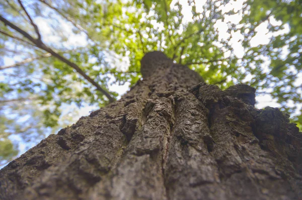 Stare Wielkie Drzewo Kolor Tła Błękitnego Nieba Seria Natura — Zdjęcie stockowe