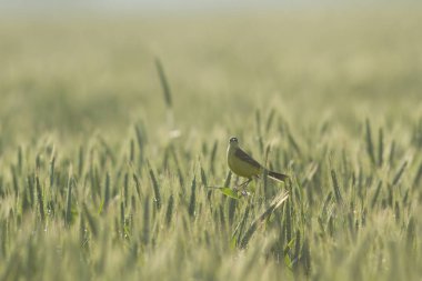 Doğal ortamdaki vahşi kuş, doğa serisi.