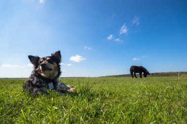 güneşli bir gün, hayvan serisi içinde komik köpek