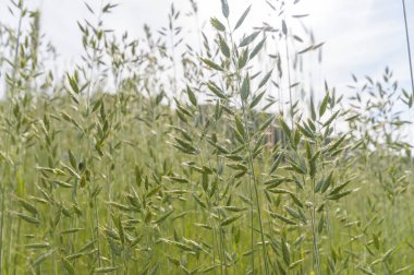 doğal yeşil renkli kırsal çayır, doğa serisi