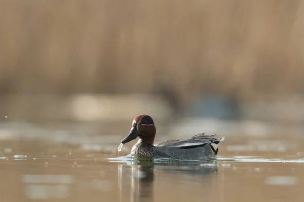 Vilda Fåglar Naturliga Livsmiljöer Naturserier — Stockfoto