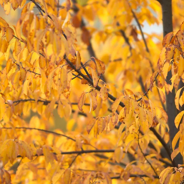 自然背景与色的叶子 自然系列 — 图库照片