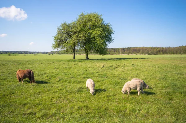 Moutons Sur Herbe Avec Ciel Bleu Certains Regardant Caméra — Photo