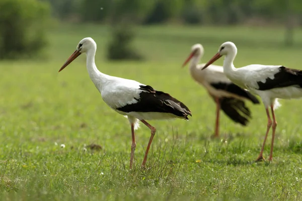 Störche Auf Grünem Gras Bei Sonnigem Tag Naturserie — Stockfoto