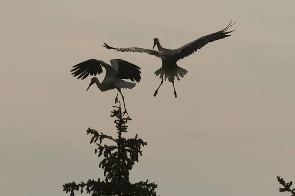 Cigüeñas Sobre Hierba Verde Día Soleado Serie Naturaleza — Foto de Stock