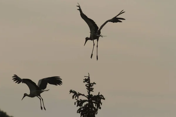 Storkar Grönt Gräs Solig Dag Natur Serien — Stockfoto