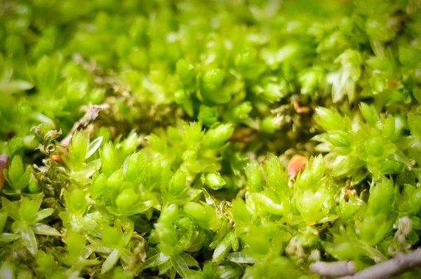 Växter För Naturliga Bakgrund Natur Serien — Stockfoto