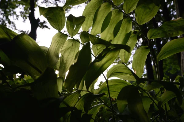 自然な背景 自然シリーズのための植物 — ストック写真