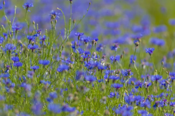 Plantas Para Fundo Natural Série Natureza — Fotografia de Stock