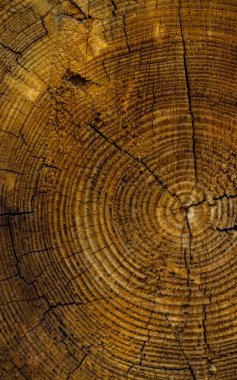 arka plan, doğa serisi için eski ahşap doku