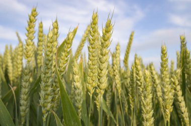 tarım alanı, doğa ve serisi tarım tarım