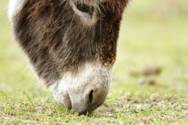 eşek bir alan içinde güneşli bir gün, doğa serisi
