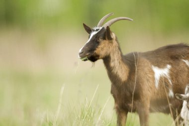 Yaz mera, doğa serisi keçi