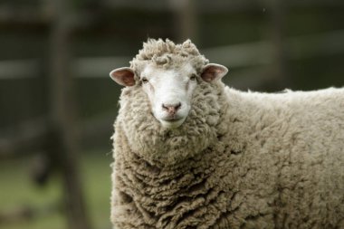 Kameraya bakarak bazı mavi gökyüzü ile çimlerin üzerine koyun