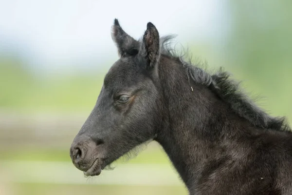 Horse Field Farm Animals Nature Series — Stock Photo, Image