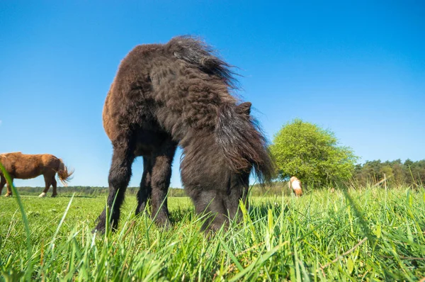 Mezőn Haszonállatok Természet Sorozat — Stock Fotó