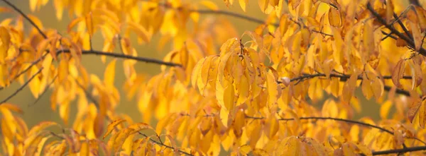 Sfondo Naturale Con Foglie Colorate Serie Natura — Foto Stock