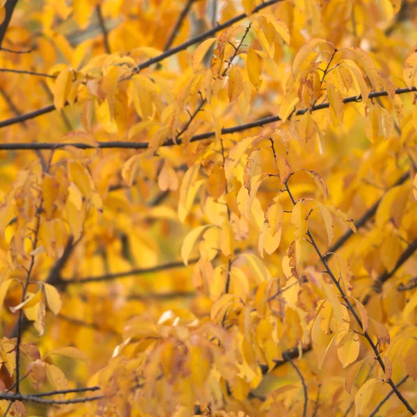 Fundo Natural Com Folhas Coloridas Série Natureza — Fotografia de Stock