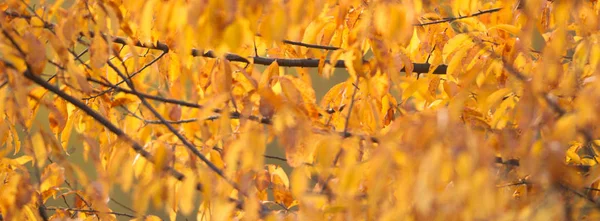 Fundo Natural Com Folhas Coloridas Série Natureza — Fotografia de Stock