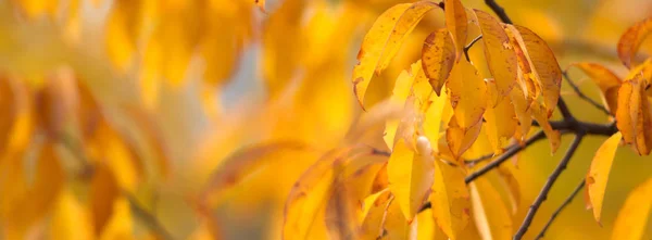 Natuurlijke Achtergrond Met Gekleurde Bladeren Natuur Serie — Stockfoto