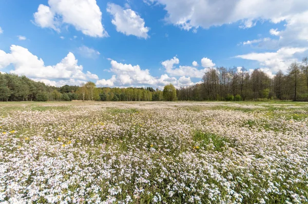 Přírodní Zelené Barevné Venkovské Louka Série Nature — Stock fotografie